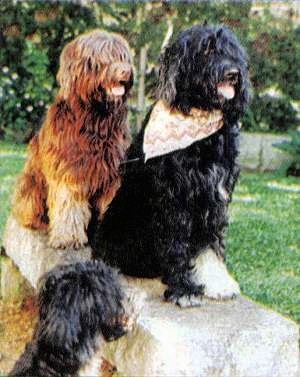 Two Portuguese Water Dogs are sitting on a concrete bench and to the left of the bench is another Portuguese Water Dog. They all are panting.