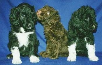 Three Portuguese Water Dog puppies are sitting on a blue backdrop. One of the puppies is licking the ear of a puppy to the left of it.