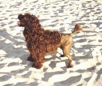 left Profile - A brown Portuguese Water Dog that is half shaved standing on sand and it is looking up and to the left. Its mouth is open and its tongue is out. It has longer hair on its front half and its back end is shaved very short.