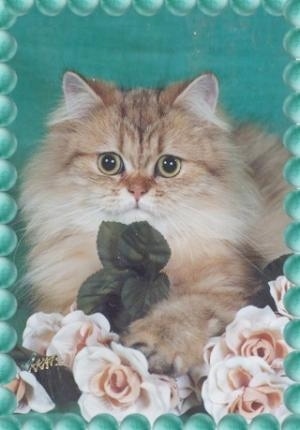 Shaded Golden Persian Cat is laying down posed for a photo in front of flowers. There is a green background behind it. There is a photoshopped border of green bubbles overlayed 