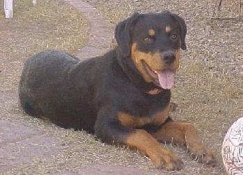 The front right side of a black and tan Rottweiler that is laying across grass and it is looking forward. Its mouth is open and its tongue is out. There is a soccer ball in front of it. The dog looks happy.