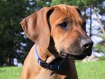 Close up head shot - A red Rhodesian Ridgeback puppy is standing on grass and it is looking to the right.