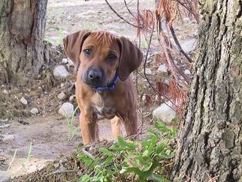 Front view - A Rhodesian Ridgeback puppy is standing next to a tree it is looking forward and its head is tilted slightly to the right.