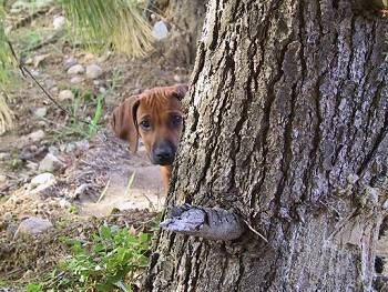A Rhodesian Ridgeback puppy is standing behind a tree and its head is popping out of the side.