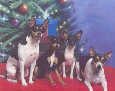 A pack of 4 Rat Terriers are sitting and laying on a red blanket. The backdrop has a christmas tree on it. The middle two dogs are smaller than the dogs on the ends.