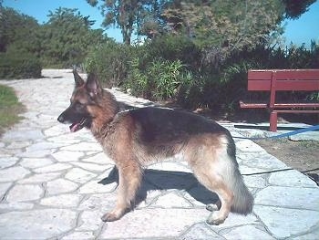 Rex the German Shepherd is standing on a stone pathway outside. There is a red bench behind him.