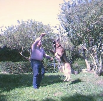 Rex the German Shepherd is jumping up with all four paws off of the ground to grab a stick out of the hands of a man in a backyard