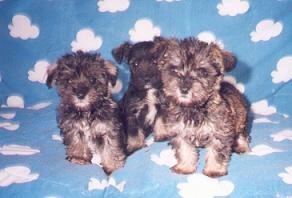 A litter of Schnoodle Puppies are sitting on a cloud blanket and they are looking forward.