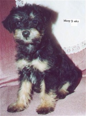 Close up - A black with tan Schnoodle puppy is sitting on a couch and it is looking forward. The words - Missy 9 wks - are overlayed to the right of the puppy.