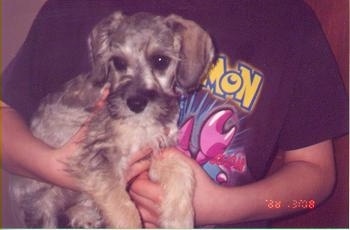 A black and tan Schnoodle is being held under the arm of a person that is wearing a Pokemon shirt. The dog has large ears that hang down to the sides.