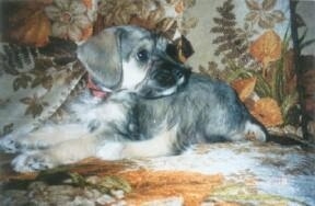 The left side of a tan, black, white and grey Schnoodle that is laying across a brown floral print couch and it is looking to the right. The dog has long drop ears with short hair on them.