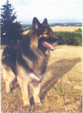 A longhaired, black and tan Shiloh Shepherd is standing on brown grass, it is looking to the right, its mouth is open and its tongue is out.
