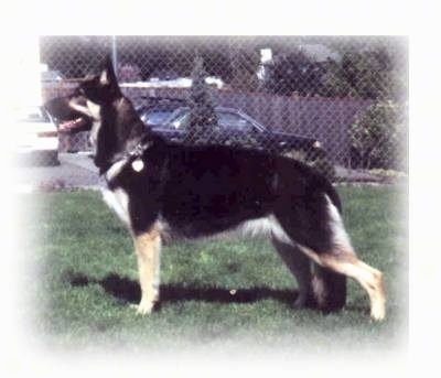 Left Profile - A shorthaired black with tan Shiloh Shepherd is standing across a grass surface and it is looking to the left. There is a chain link fence behind it.