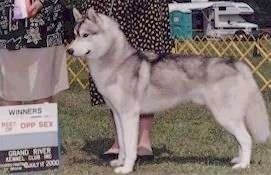 Left Profile - A grey and white with black Siberian Husky that is standing in grass at a dog show. There is a winning plaque in front of it and there are people standing behind it. 