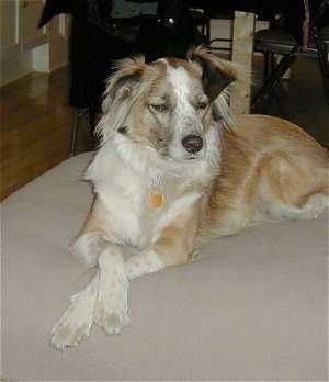 A tan with white Scotch Collie is laying on an ottoman and it is looking to the right. Its front paws are crossed over one another.
