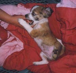 Side view - A brown with white and black Scotch Collie puppy is laying on its right side in a crate and it is biting and pawing at a persons hand that is in the crate.