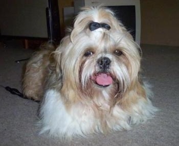 Front view - A long coated, tan Shih-Tzu is laying on a carpet and it is looking forward. Its mouth is open and tongue is out. It has a bow in its top knot.