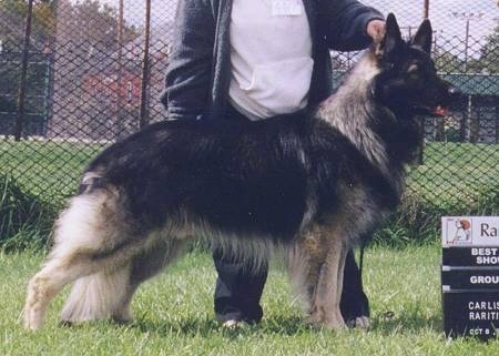 Right Profile - A long coated, black with tan Shiloh Shepherd is standing across a grass surface and it is looking to the right. There is a person standing behind it touching the head of the dog.