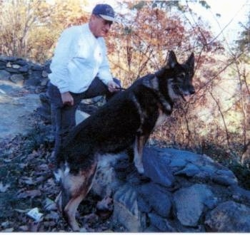 The right side of a black and tan Shiloh Shepherd is standing up across a small rock wall, it is looking to the right and there is a man in a baseball cap standing behind it.
