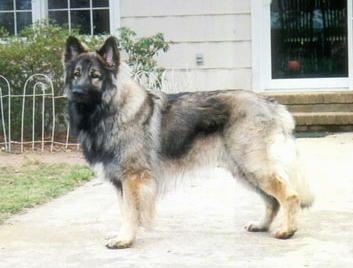 The left side of a long coated, thick haired, black with tan Shiloh Shepherd is standing across a walkway and it is looking forward. The dog is holding its tail low.