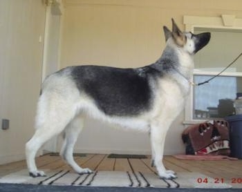 Right Profile - A short haired black with tan Shiloh Shepherd is standing in a room, it is looking up and to the right.