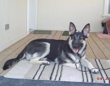 The left side of a shorthaired black and tan Shiloh Shepherd dog that is laying across a rug, it is looking forward, its mouth is open and its tongue is sticking out. The dog has large perk ears.