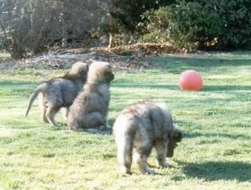 The back of a litter of three fluffy Shiloh Shepherd puppies that are standing and sitting in grass. Two of the puppies are looking at a red ball across the field.