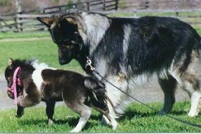 A black with grey and tan Shiloh Shepherd is standing across a grass surface. It is looking down at a small Pony walking in front of it. The dog is three times larger than the pony.