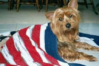 A black and tan Silky Terrier dog is laying in an American Flag towel that is laid across its back on a tiled floor. The Silky Terrier is looking forward and its head is slightly tilted to the left. One of its ears is sticking up and the other is sticking out to the side.