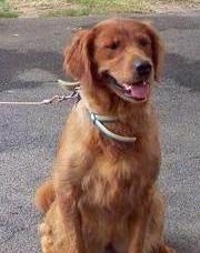 A brown Golden Retriever is sitting on a blacktop surface. It is looking to the right, its mouth is open, its tongue is sticking out and it looks like it is smiling.