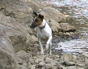 Front view - A white with brown and black Smooth Fox Terrier that is standing on rocks next to a body of water and it is looking to the left. Its front paw is in the air.