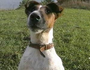 Close up head shot - A white with brown and black Smooth Fox Terrier is sitting in grass, it is looking up and forward.