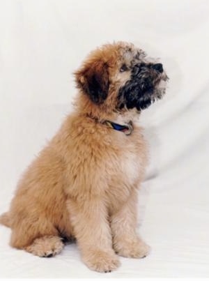 The right side of a fluffy little brown with black Soft Coated Wheaten Terrier puppy is standing across a white backdrop, it is looking up and to the right.