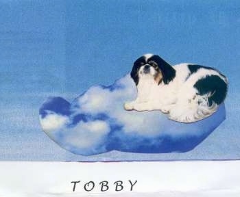 Toby the dog photoshopped on a cloud. With the words - TOBBY - overlayed