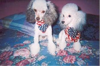 Two shaved silver Toy Poodles are standing and sitting on a bed and they both are wearing American flag bandanas. They have longer, thicker hair on their ears.