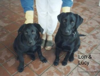 Two black mixed breeds are sitting on a wet, red brick colored tiled floor and they are looking forward. There is a person standing in between them and holding on to there collars.