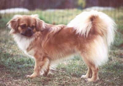 The left side of a brown with white and black Tibetan Spaniel dog standing across a grass surface and it is looking to the right. There is a wire fence behind it. The dogs tail is fanned over its back and has lighter fur on it.