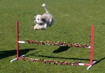 Molly the Tibetan Terrier is jumping a foot above the top of a red and white agilty bar obstacle outside