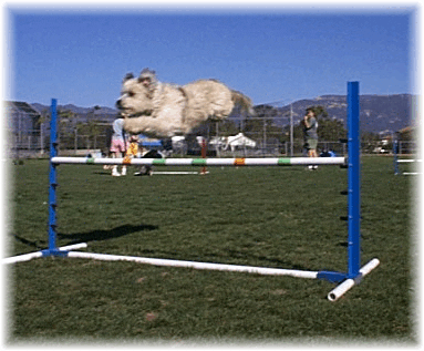 Molly the Tibetan Terrier is jumping over a orange and green agility bar obstacle outside