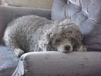 Todo the Toy Poodle laying in a recliner