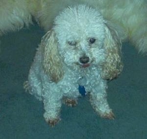 Top down view of a tan with white Toy Poodle dog sitting on a carpeted surface and it is looking forward. The dog has a curly thick coat with long drop ears, dark eyes and a black nose.