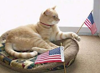 Trixie the cat laying in a cat bed and holding a tiny American flag with a second American flag laying on the bed in front of it