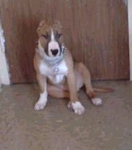 View from the front - A tan with white Pit Bull/Bull Terrier mix is wearing a choke chain collar sitting in front of a closed door.