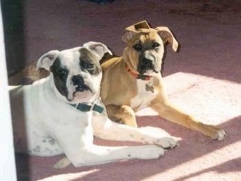 The right side of a Valley Bulldog laying down next to a Boxer dog laying across a carpet and they are looking forward. One dog is white with dark brown and the boxer dog is reddish brown.