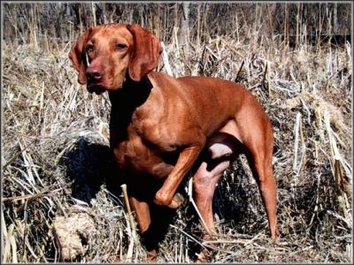 Front side view - A brown Vizsla is pointing to the left outside in an area with tall grass. One of its front paws is up in the air. Its ears hang down to the sides and it has a brown nose.