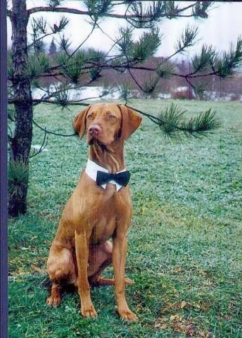 A tan Vizsla is sitting in grass in a field, it is looking to the left, it is wearing a white collar and a black bowtie.
