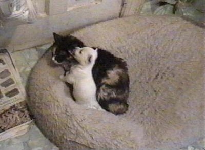 A Westie puppy is licking the ear of a cat who is larger than the dog in a dog bed in front of a door