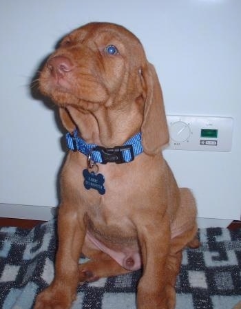 A red Wirehaired Vizsla puppy sitting on a rug and it is looking up and to the left. The dog has blue eyes, a blue collar, a blue ID tag and long soft looking ears that hang down to the sides.