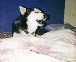 A black and white Wolf Hybrid is laying on a bed next to a person and it is howling.