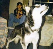 A black and white Wolf Hybrid is standing on a carpet and it is looking up. There is a person behind it sitting ona bed.